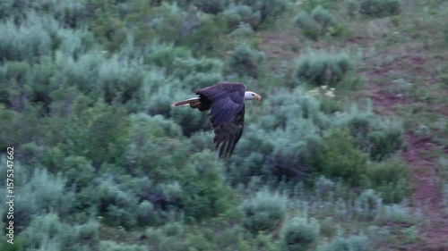 Bald eagle flying through a canyon along the highway in Wyoming flapping its wings in slow motion.