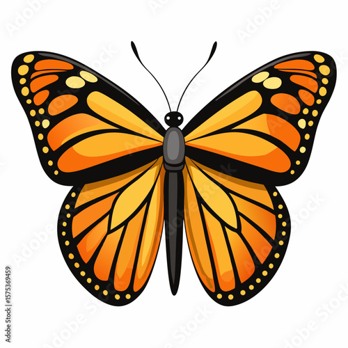 butterfly vector illustration