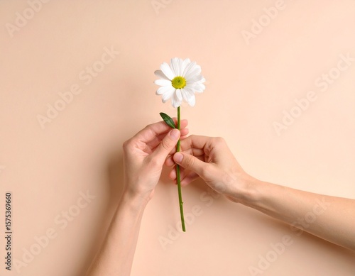 Delicate Touch: A pair of hands tenderly hold a perfect daisy, showcasing the beauty of nature and evoking a sense of gentleness and care.