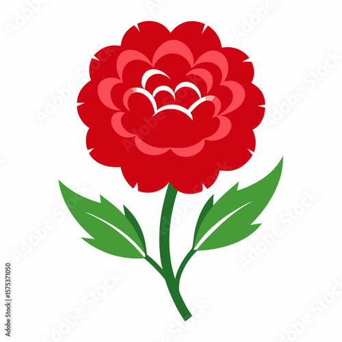 red carnation flower