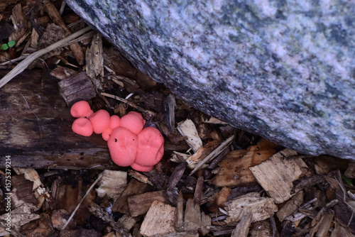The pink bodies of Lycogala epidendrum, commonly known as wolf's milk or groening's slime, growing in the bark mulch of an Alaska garden.