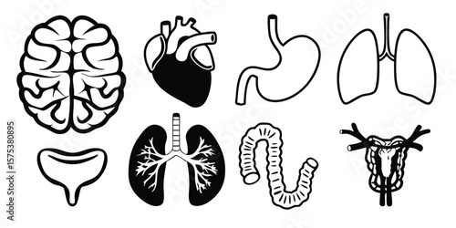 Mega Set of Human Organ Anatomy Icons on Transparent Background