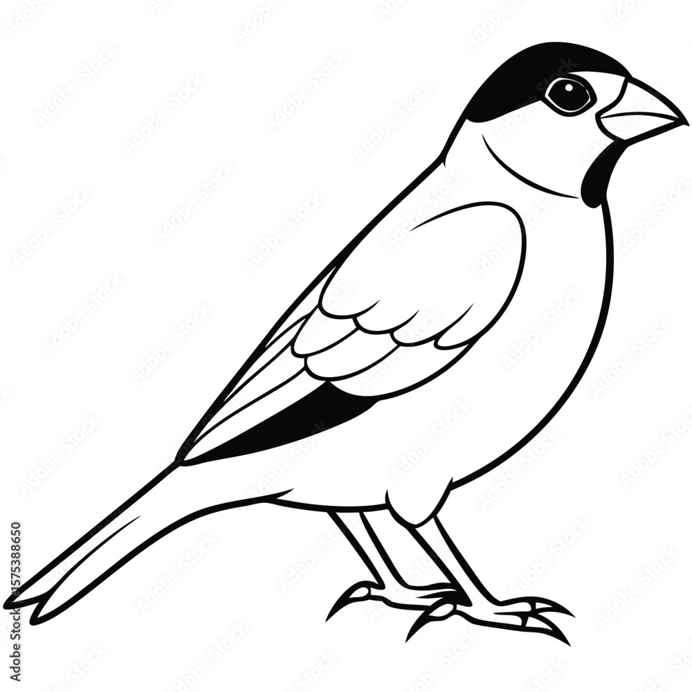 Fototapeta premium finch bird outline illustration