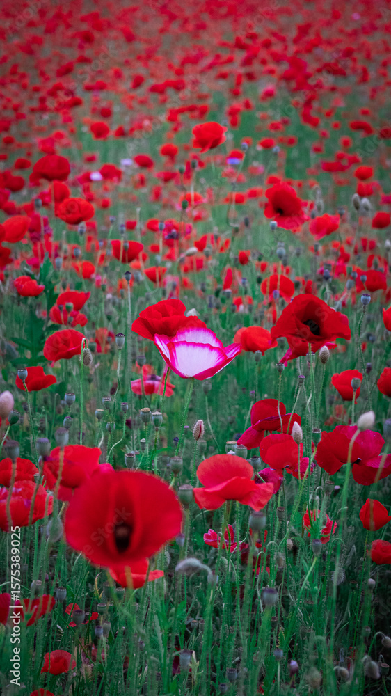 Obraz premium 빨간 양귀비 꽃들