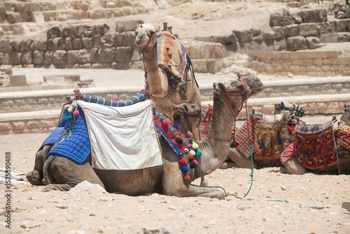 Camels resting in the Egyptian desert sand near Giza
