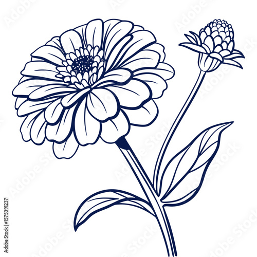 Billede på lærred vector illustration of zinnia