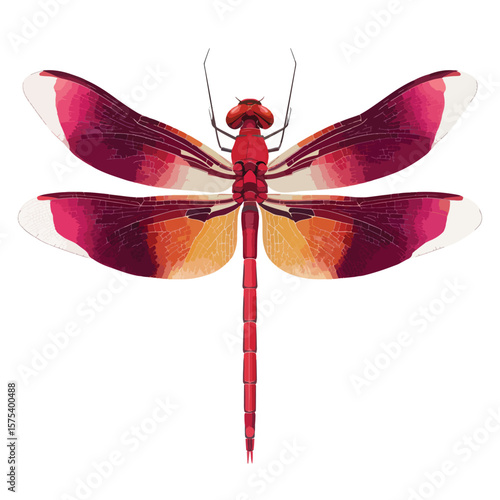 Wallpaper Mural dragonfly isolated on white Torontodigital.ca