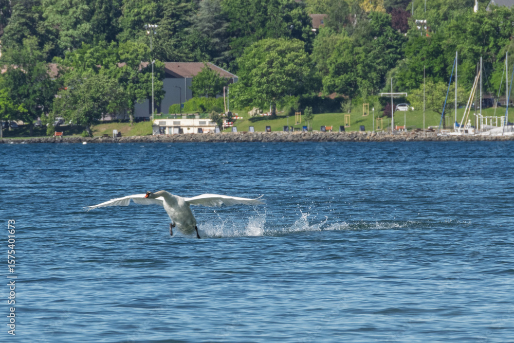 Obraz premium Amerrissage élégant d’un cygne sur le lac Léman