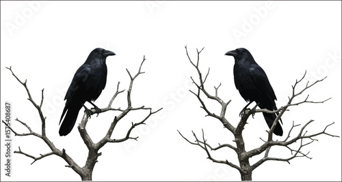 Vector art of two black crows perched on bare branches isolated on white