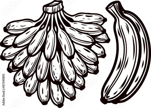 Hand drawn ripe banana bunch with single banana isolated on white, vintage engraved black and white illustration