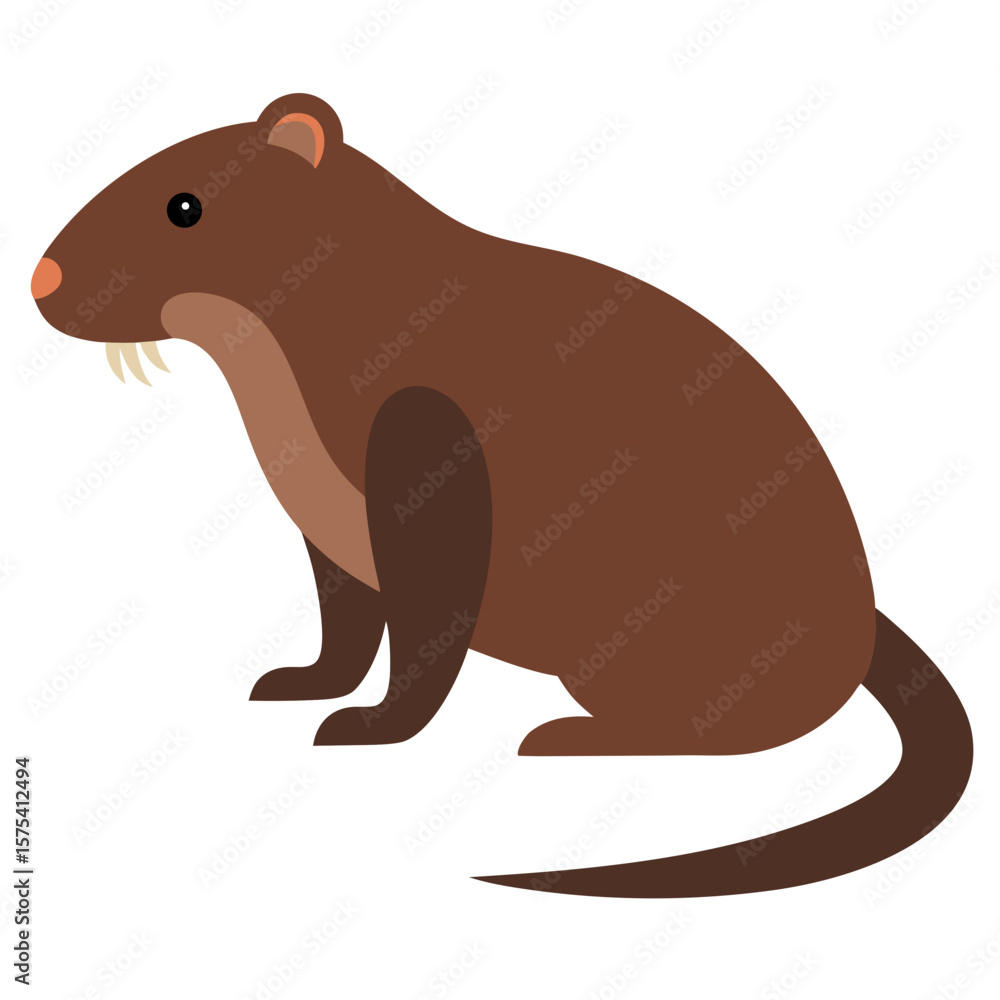 Fototapeta premium Muskrat on white background 