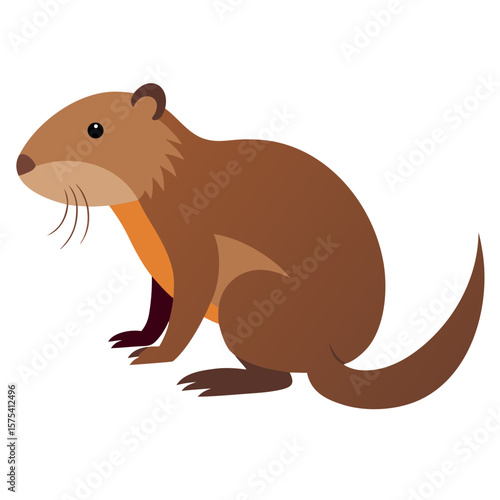 Muskrat on white background 