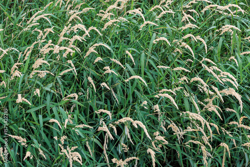 Phalaris arundinacea. Streamside plants of ribbon canary seed or reed canary seed with their spikes.
