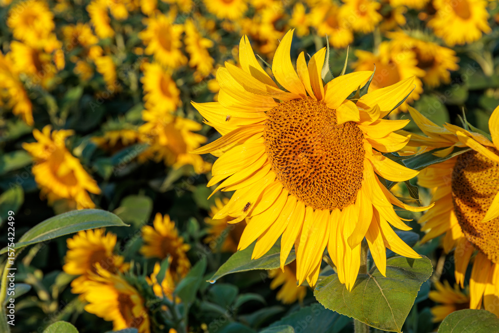 Fototapeta premium Close-up of a sunflower in an agricultural field. El Páramo region, León, Spain.