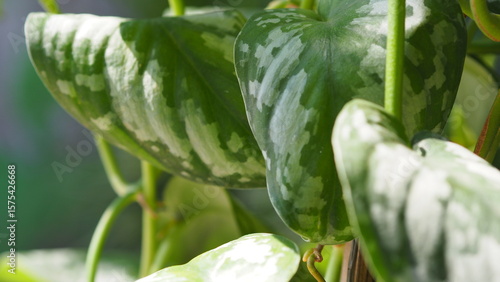 A detailed close-up of tropical plant leaves featuring beautiful green and white variegation with smooth, glossy textures