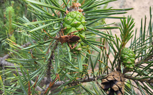Western conifer seed bug or Leptoglossus occidentalis sitting on a pine tree.
