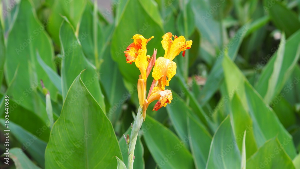 Beautiful yellow kana lily in a botanical garden Beautiful yellow kana lily in a botanical garden