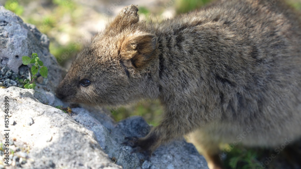 Fototapeta premium Adorable quokka on Rottnest Island posing for a close-up in natural habitat