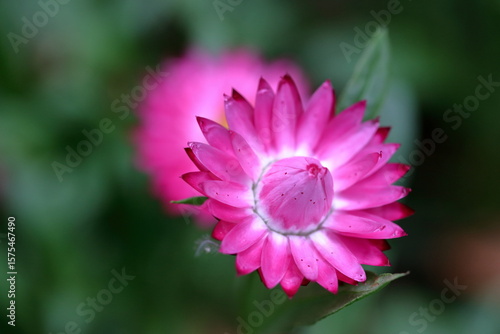 🌸 