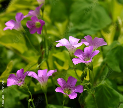 Garden Color Grid: Blossoms from Every Season
