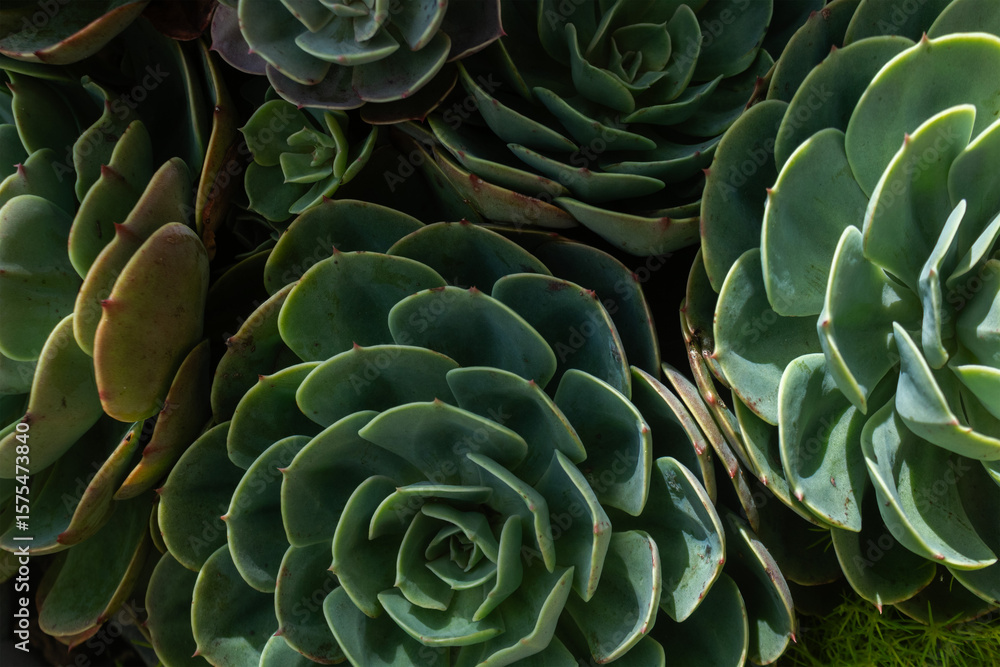 Fototapeta premium Close-Up of Green Echeveria Succulent