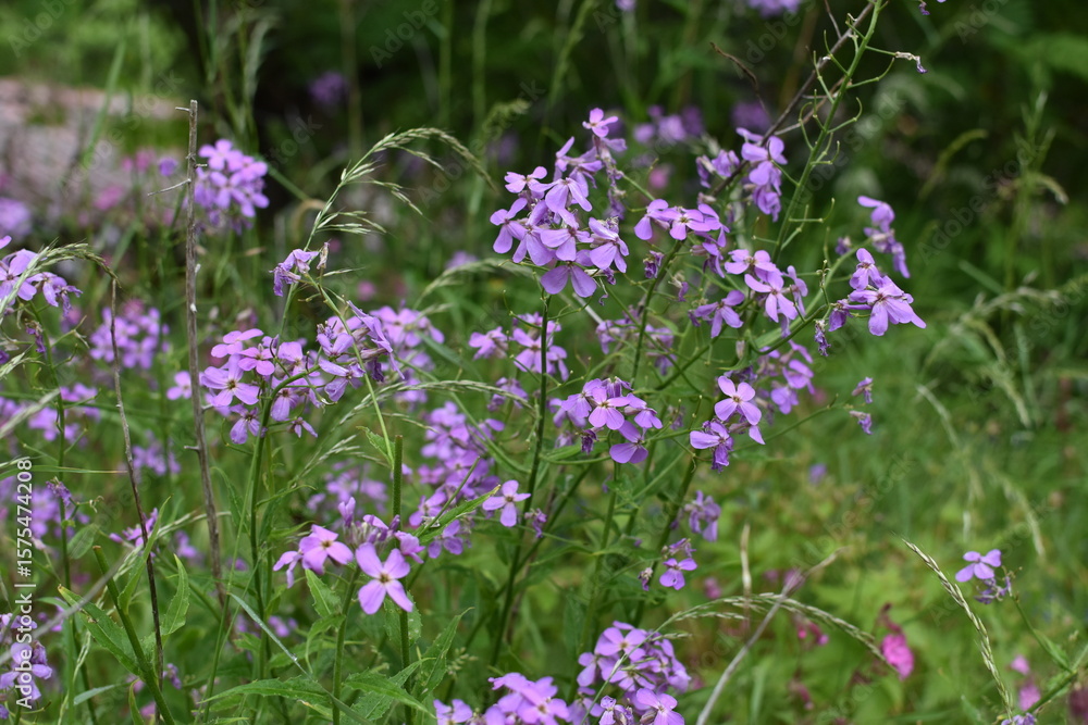 Obraz premium Wildflowers bloom vibrantly in a lush green meadow during springtime