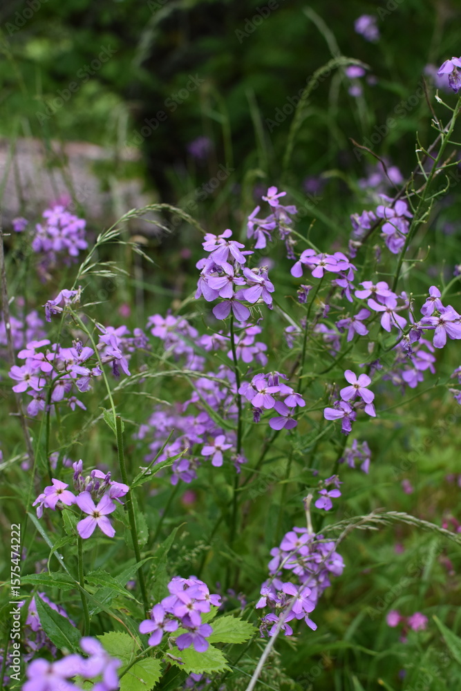 Obraz premium Vibrant purple wildflowers blooming in sunny meadow during springtime