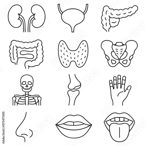 Medical organs line icon set vector silhouette