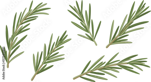 Four Rosemary Sprigs Herb Isolated on White Background Food Ingredient Illustration