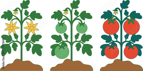 Tomato Plant Growth Stages Flowers, Green Tomatoes, and Ripe Red Tomatoes Illustration on White