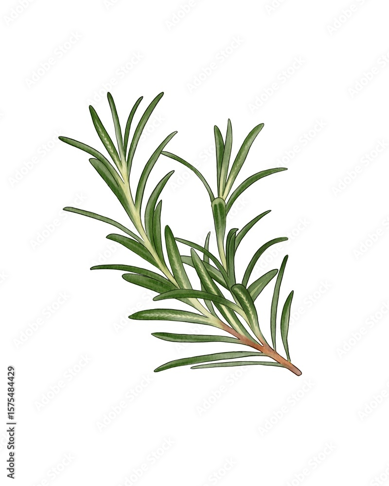 Fototapeta premium Fresh sprig of rosemary with vibrant green leaves on a clean white background for culinary use and herbal decoration