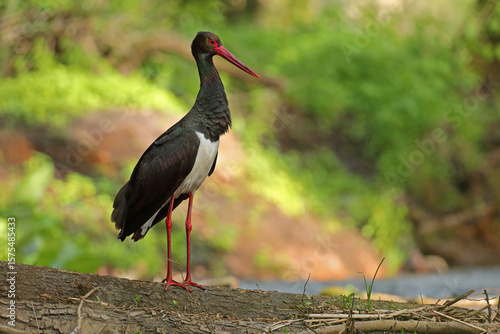 Bocian czarny, hajstra (Ciconia nigra)