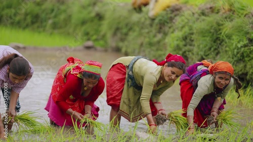 Wallpaper Mural Indian female farmer engaging with camera while working in green paddy fields, joyful expression, 4k video Torontodigital.ca