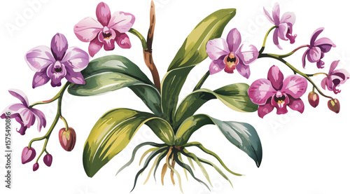 Watercolor Orchid Plant Pink and Purple Blossoms, Green Leaves, and Visible Roots Isolated on White