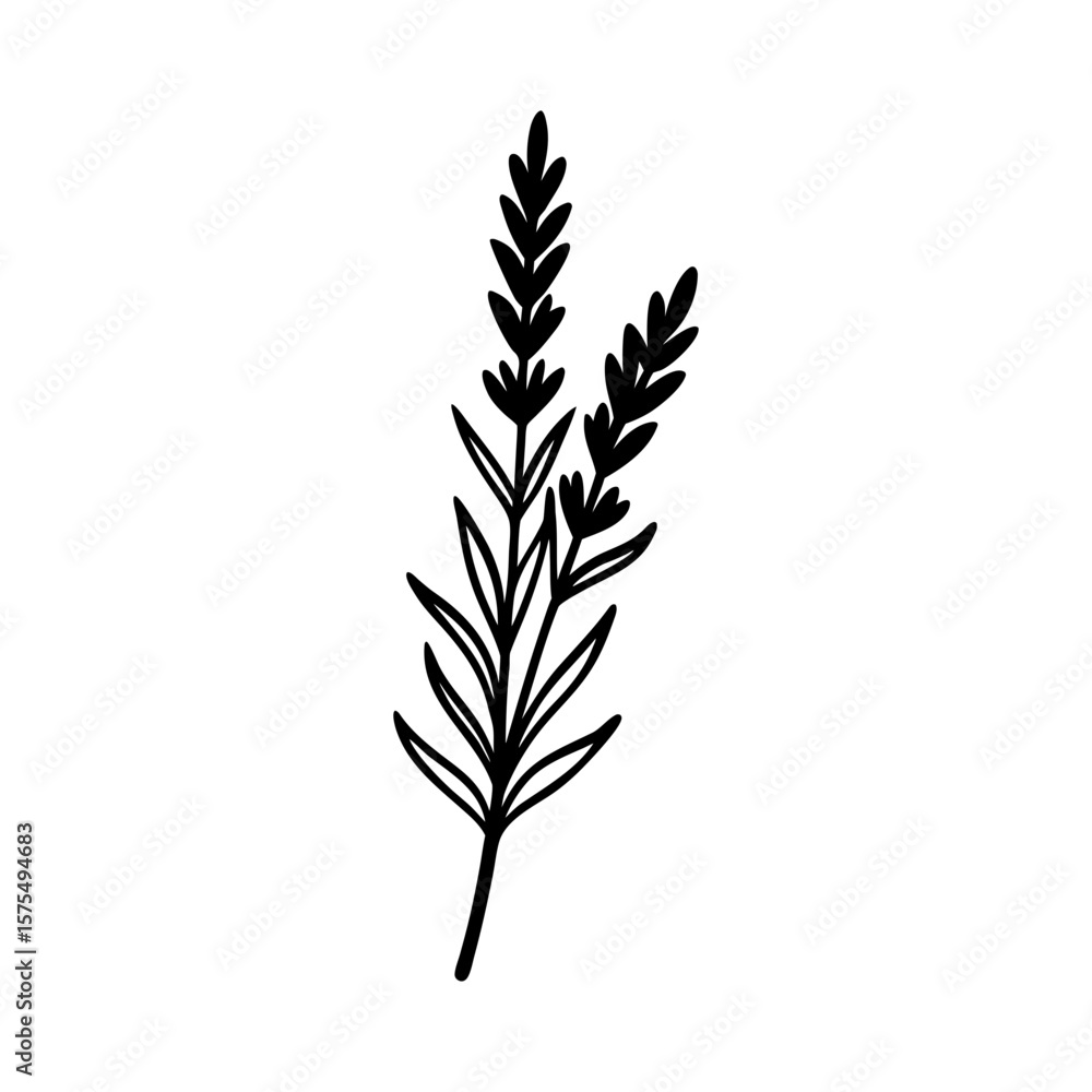 Fototapeta premium Lavender Sprig Clipart Vector Illustration