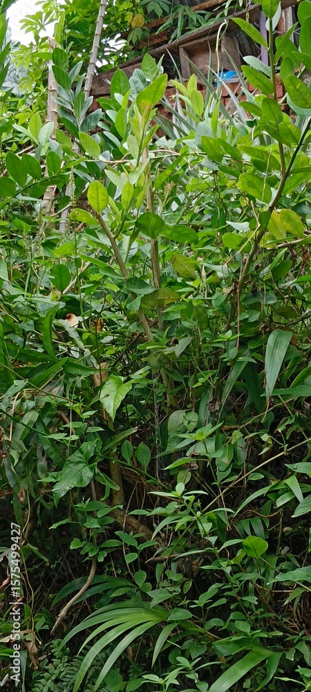 Obraz premium green grass background