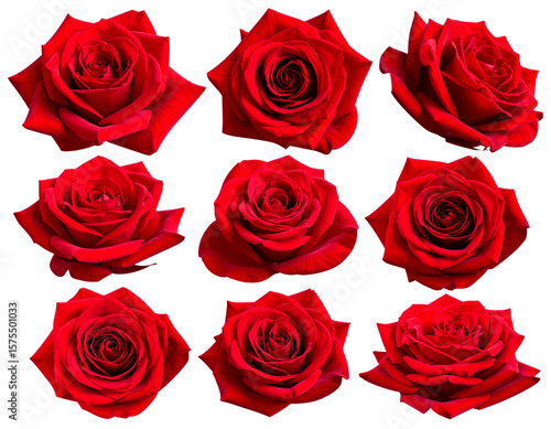 set of red rose flowers, isolated on transparent background