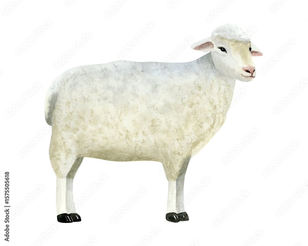 Fototapeta premium White sheep watercolor isolated illustration. Hand drawn cute farm animal clip art in realistic style. Lamb sketch for village countryside designs and kids goods