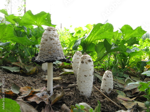 Coprinus comatus mushroom with cracked scales on cap