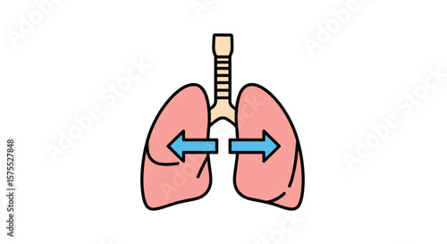Lungs with arrows indicating airflow direction isolated on transparent background  