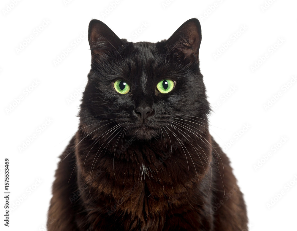Fototapeta Black Cat with Green Eyes Sitting Still Isolated