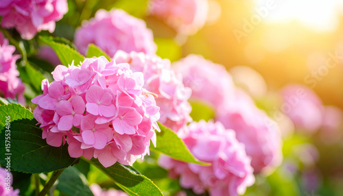 Fototapeta Naklejka Na Ścianę i Meble -  Pink Hydrangeas Sunset Garden Bloom.