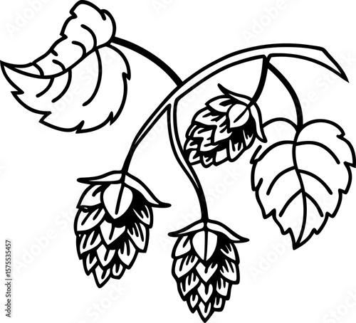 Hop plant branch with leaves and cones outline botanical drawing of hops flower and foliage, herbal ingredient for brewing