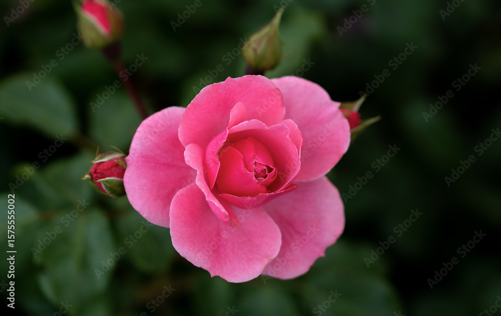 Fototapeta premium Close-up of red rose with water droplets on petals, showcasing nature's beauty. A fresh blooming flower, perfect for romantic, floral designs, gifts, and celebration themes