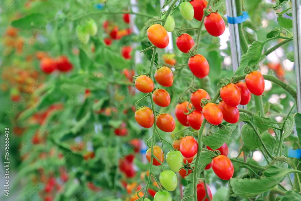 Obraz premium 토마토 재배 비닐하우스 안에서 익어가는 토마토