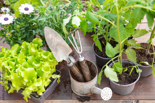 gardening tools with lettuce ready to plant and vegetable seedlings on a tabl...