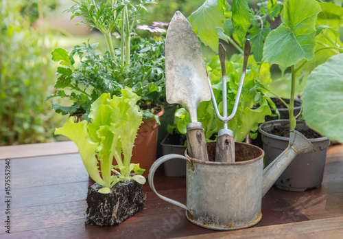 gardening tools with lettuce ready to plant and vegetable seedlings on a tabl...