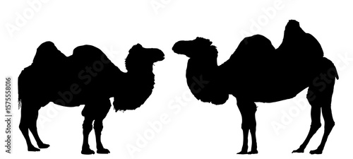 Camel couple in love vector silhouette illustration isolated. Standing female camel against male. Camel family shape shadow. Desert animal.