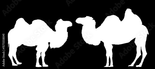 Camel couple in love vector silhouette illustration isolated. Standing female camel against male. Camel family shape shadow. Desert animal.