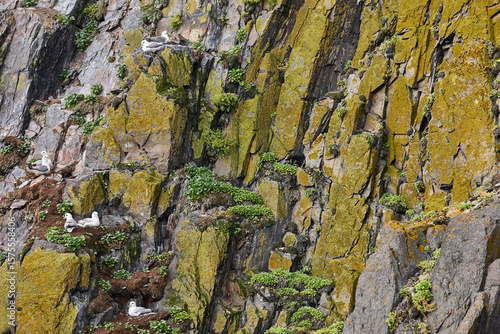 Tableau sur toile Seagulls on a cliff